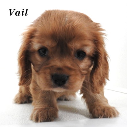puppy, for, sale, Cock A Lier, Joe & Cherri  Overlease, dog, breeder, Miller, MO, dog-breeder, puppy-for-sale, forsale, nearby, find, puppyfind, locator, puppylocator, aca